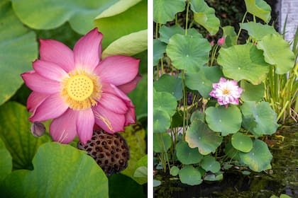 Nelumbo nucifera o loto sagrado es originario de Asia y tiene una paleta cromática variada