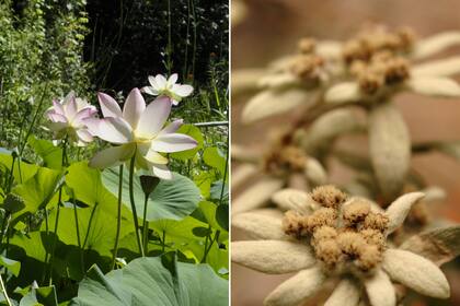 Nelumbo y Edelweis