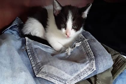 Nemu era el gato de la familia que un vecino asesinó en Ituzaingó