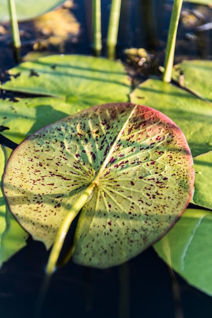 Nenúfar, exponente de la flora local.
