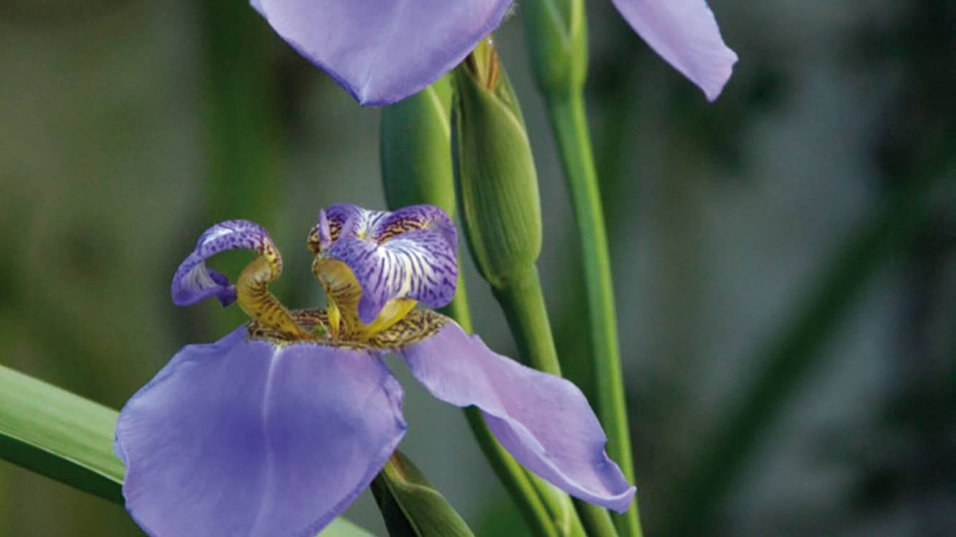 Neomarica caerulea. Su flor impacta por el color azul violáceo. Es de muy fácil
cultivo y crece tanto a la sombra como al sol.