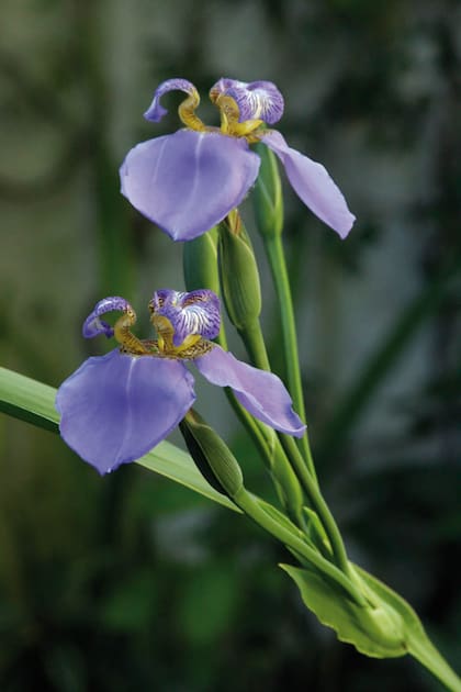 Neomarica caerulea. Su flor impacta por el color azul violáceo. Es de muy fácil
cultivo y crece tanto a la sombra como al sol.
