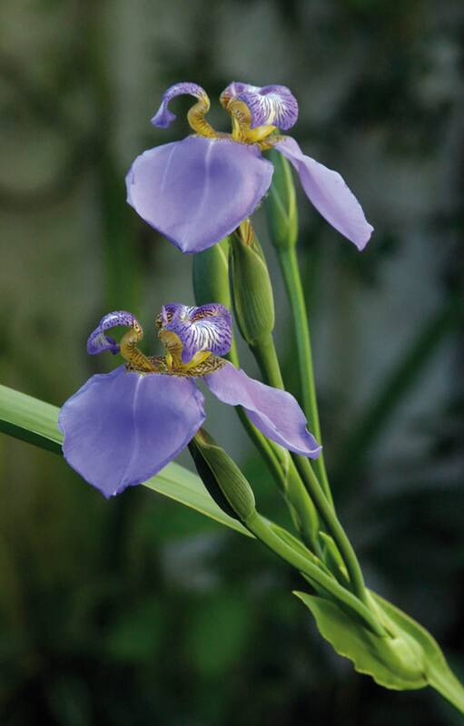 Neomarica caerulea. Su flor impacta por el color azul violáceo. Es de muy fácil
cultivo y crece tanto a la sombra como al sol.
