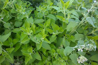 Nepeta cataria, la preferida de los gatos