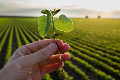 Calculó cuánto gana un productor de soja en una hectárea y cuánto el Estado y concluyó que el fisco se lleva 17 veces más