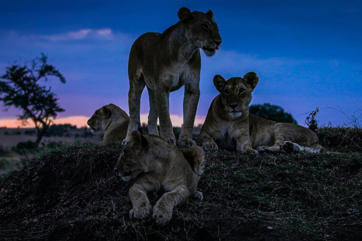 Netflix recomienda un listado de series para conmemorar el Día de la Tierra