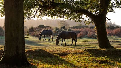 New Forest.