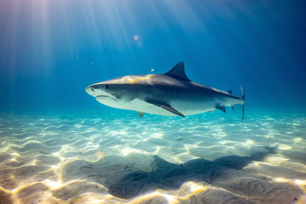 New Smyrna Beach registró 32 ataques de tiburones en 2022