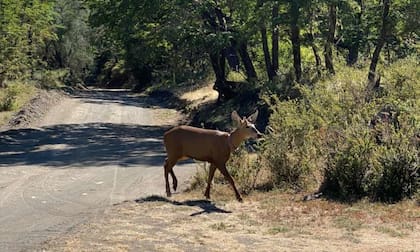 Newenche cuando fue divisado por primera vez en el parque Lanín en febrero de 2025