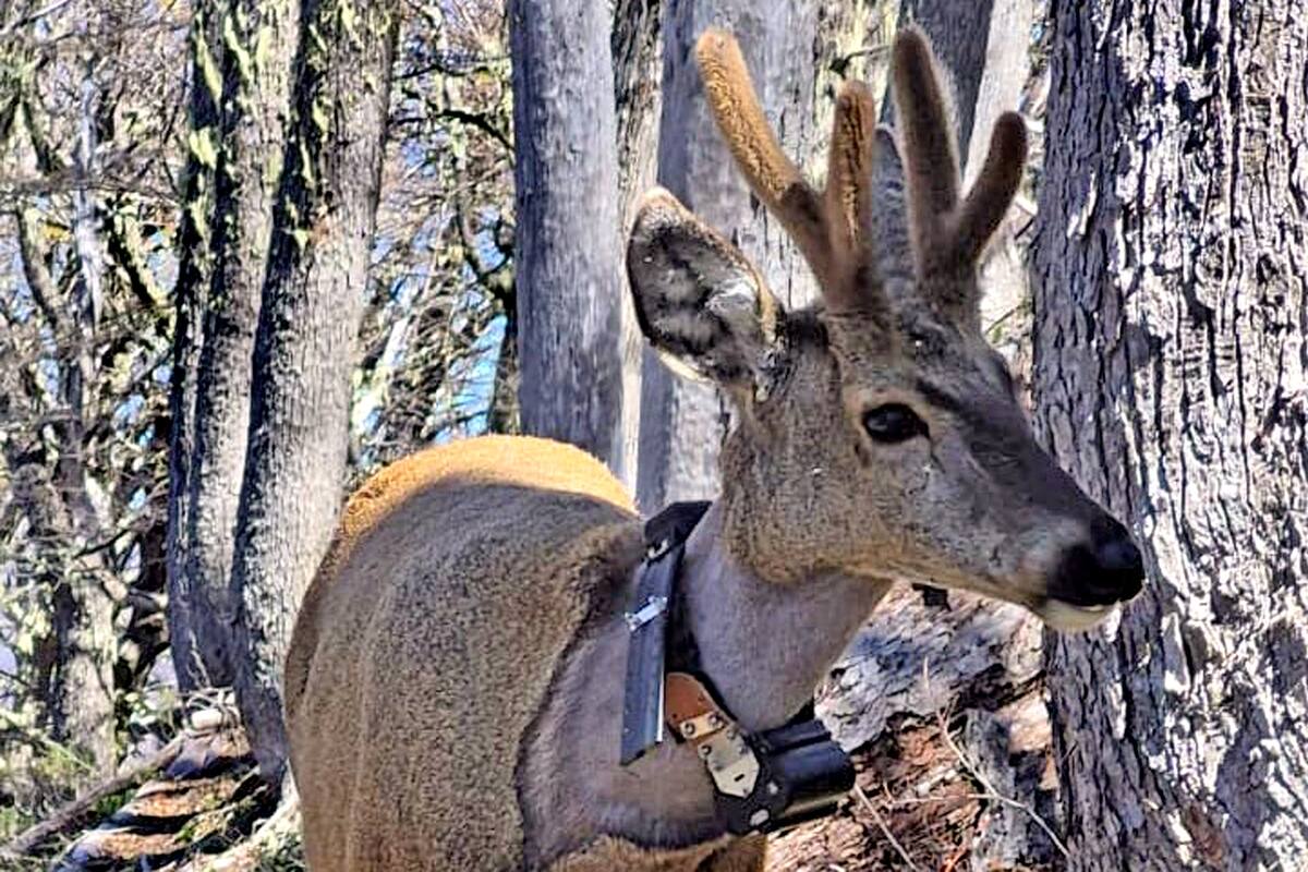 Newenche, el huemul que fue visto en la ruta 40