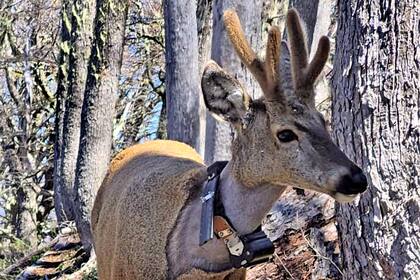 Newenche, el huemul que fue visto en la ruta 40