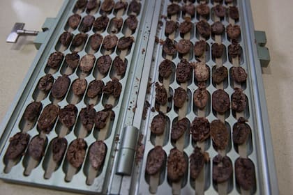 Nibs de cacao