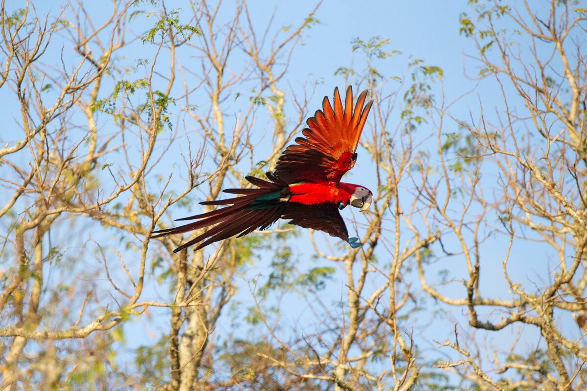 Nico Guastavino (CLT Argentina)