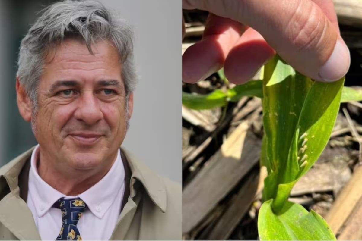 Nicolás Pino, presidente de la Rural, expresó su preocupación ante la pérdida de producción por la chicharrita