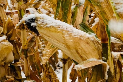 Nieve sobre un maíz en Jesús María