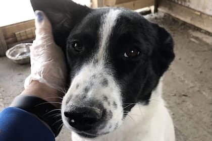 Nika era una perra rescatada de las calles de Sakhalin, una isla frente a la costa este de Rusia