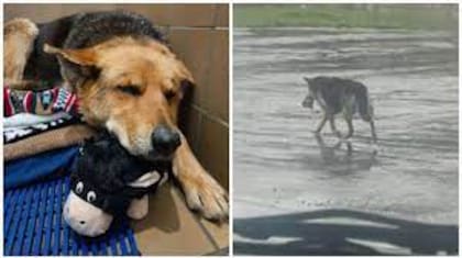 Nikki vagó sola durante meses por las calles de Detroit