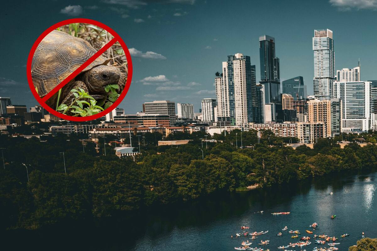 Ninguna persona puede poseer una tortuga de esta especie en ningún momento