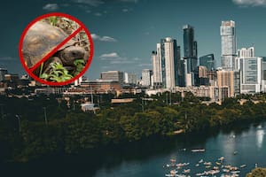 Ninguna persona puede poseer una tortuga de esta especie en ningún momento