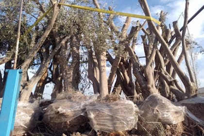 No contaban con el amparo del Documento de Tránsito Vegetal electrónico (DTV-e)