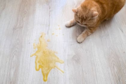 No deberías normalizar que tu gato vomite, podría tener algún problema digestivo o intolerancia a ciertos alimentos