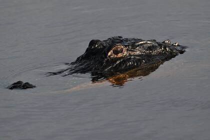 No es inusual cruzarse con caimanes en Florida