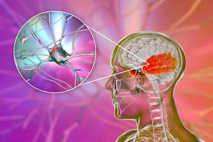 No es posible relacionar la actividad de una neurona con algún cambio visible en ella.
