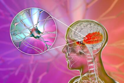 No es posible relacionar la actividad de una neurona con algún cambio visible en ella.