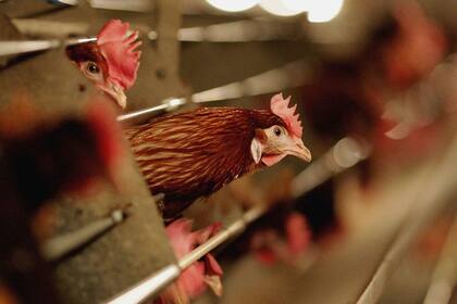 No es raro que quines trabajan con aves de corral ocasionalmente contraigan gripe aviar