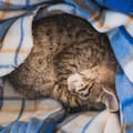 Qué significa que tu gato duerma sobre tu ropa, según los veterinarios