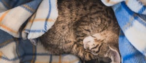 Qué significa que tu gato duerma sobre tu ropa, según los veterinarios