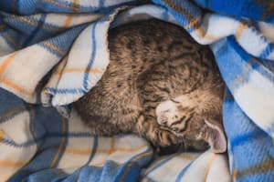 Qué significa que tu gato duerma sobre tu ropa, según los veterinarios