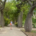 El árbol nativo que en realidad es una suculenta
