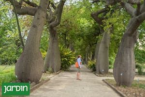 El árbol nativo que en realidad es una suculenta