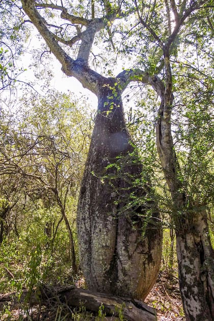 No es solo uno de los árboles más llamativos del paisaje argentino: también es una de sus suculentas más sorprendentes