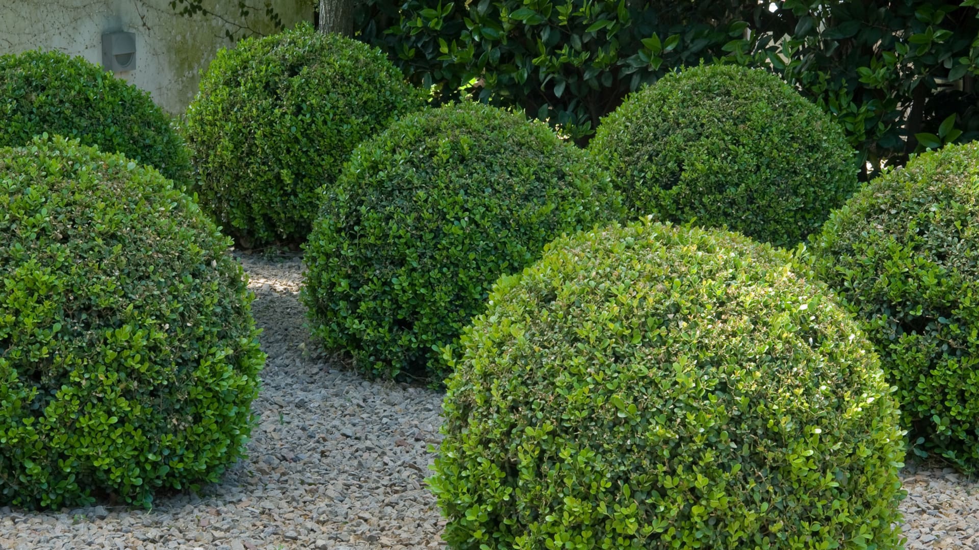 No está claro cómo, pero un nuevo hongo llegó para quedarse en nuestros jardines
