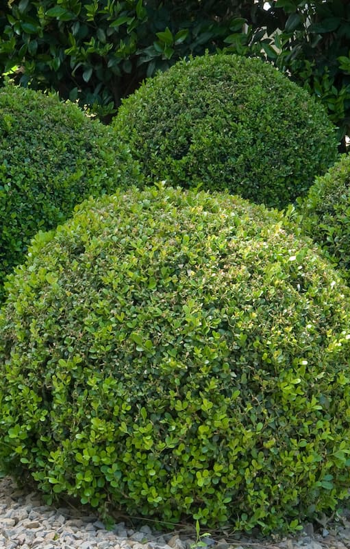 No está claro cómo, pero un nuevo hongo llegó para quedarse en nuestros jardines