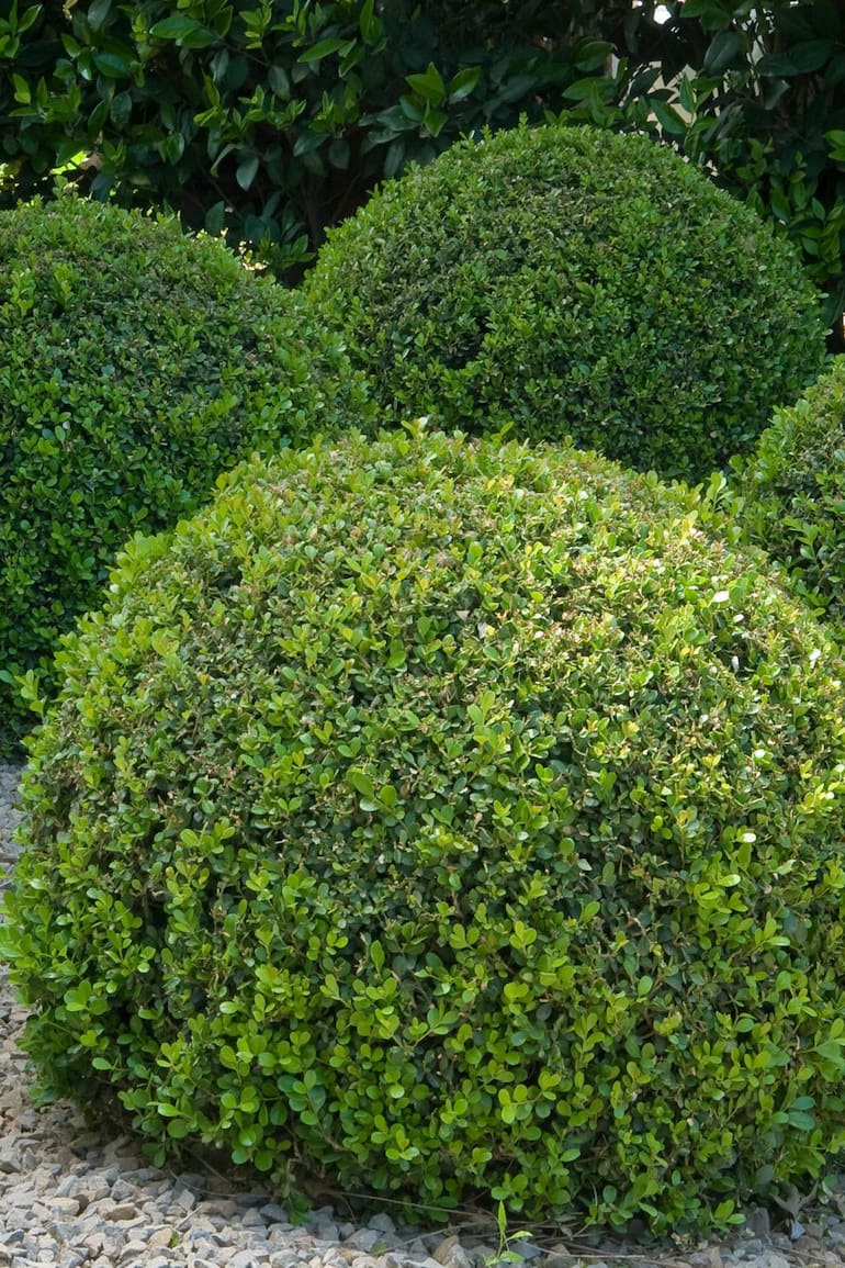 No está claro cómo, pero un nuevo hongo llegó para quedarse en nuestros jardines