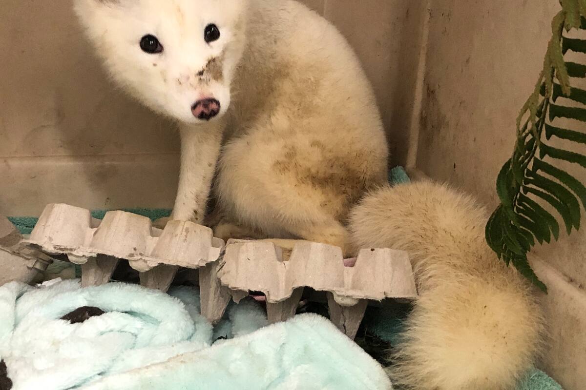 No está claro dónde terminará este zorro ártico, pero el Departamento de Pesca y Vida Silvestre de Oregon está trabajando para resolverlo (Facebook Bird Alliance of Oregon)