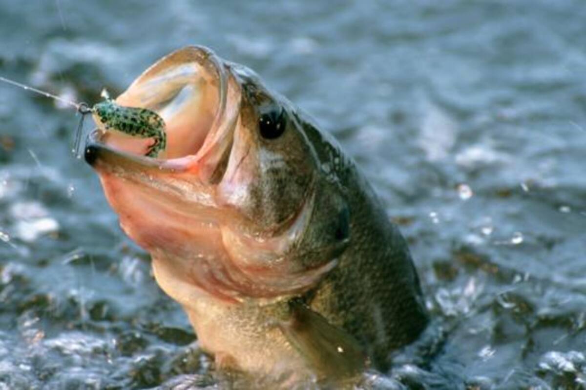 No están claras las razones ni los mecanismos que están dando lugar a esta reducción de tamaño en la mayoría de los peces