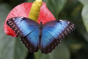 No existe un verdadero color o pigmento azul en la naturaleza (Foto: Pixabay)
