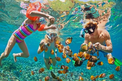 No hace falta sumergirse mucho para detectar cientos de peces de colores