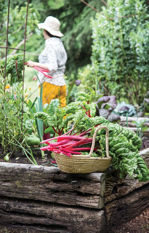 No hace ser un huertero experimentado para tener una buena cosecha de vegetales, ya que en el vasto universo vegetal hay especies muy fáciles de cultivar.