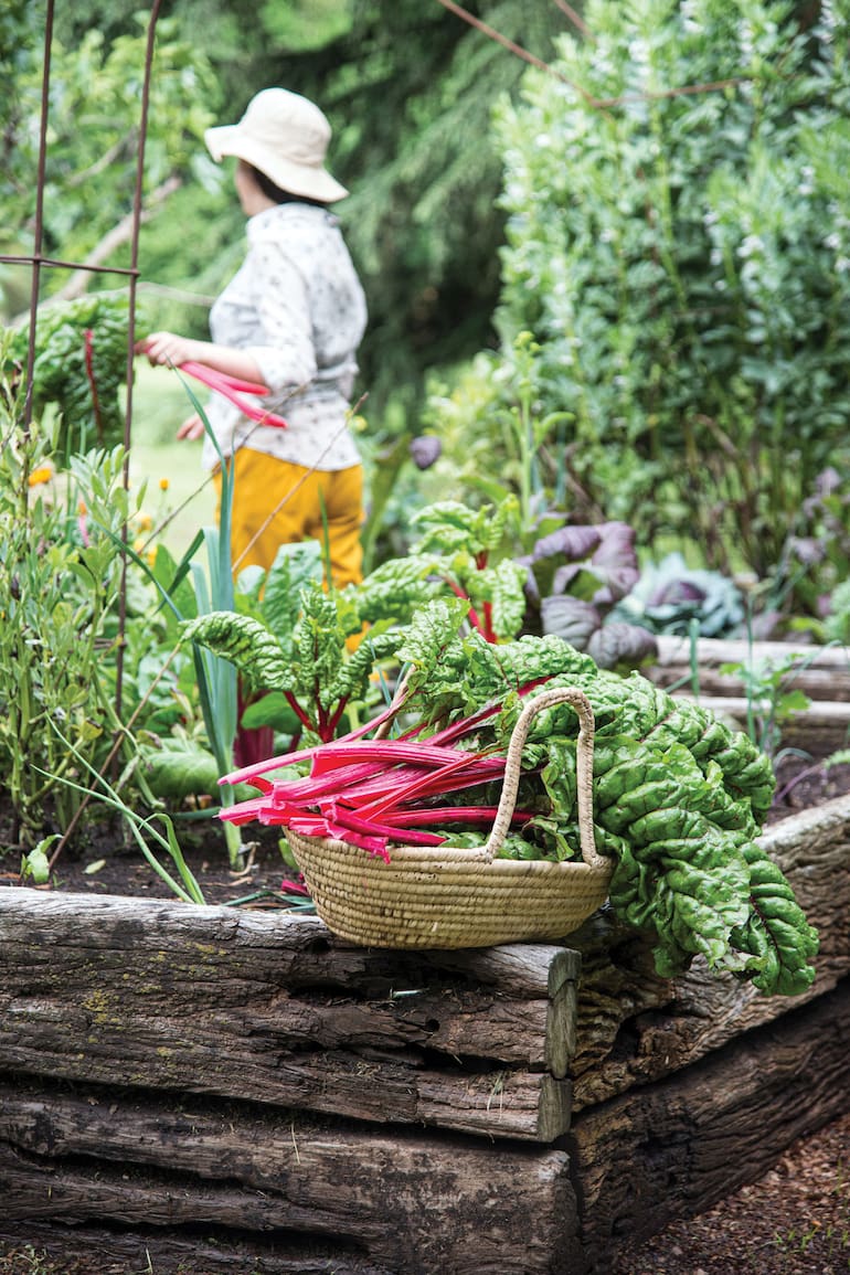 No hace ser un huertero experimentado para tener una buena cosecha de vegetales, ya que en el vasto universo vegetal hay especies muy fáciles de cultivar.