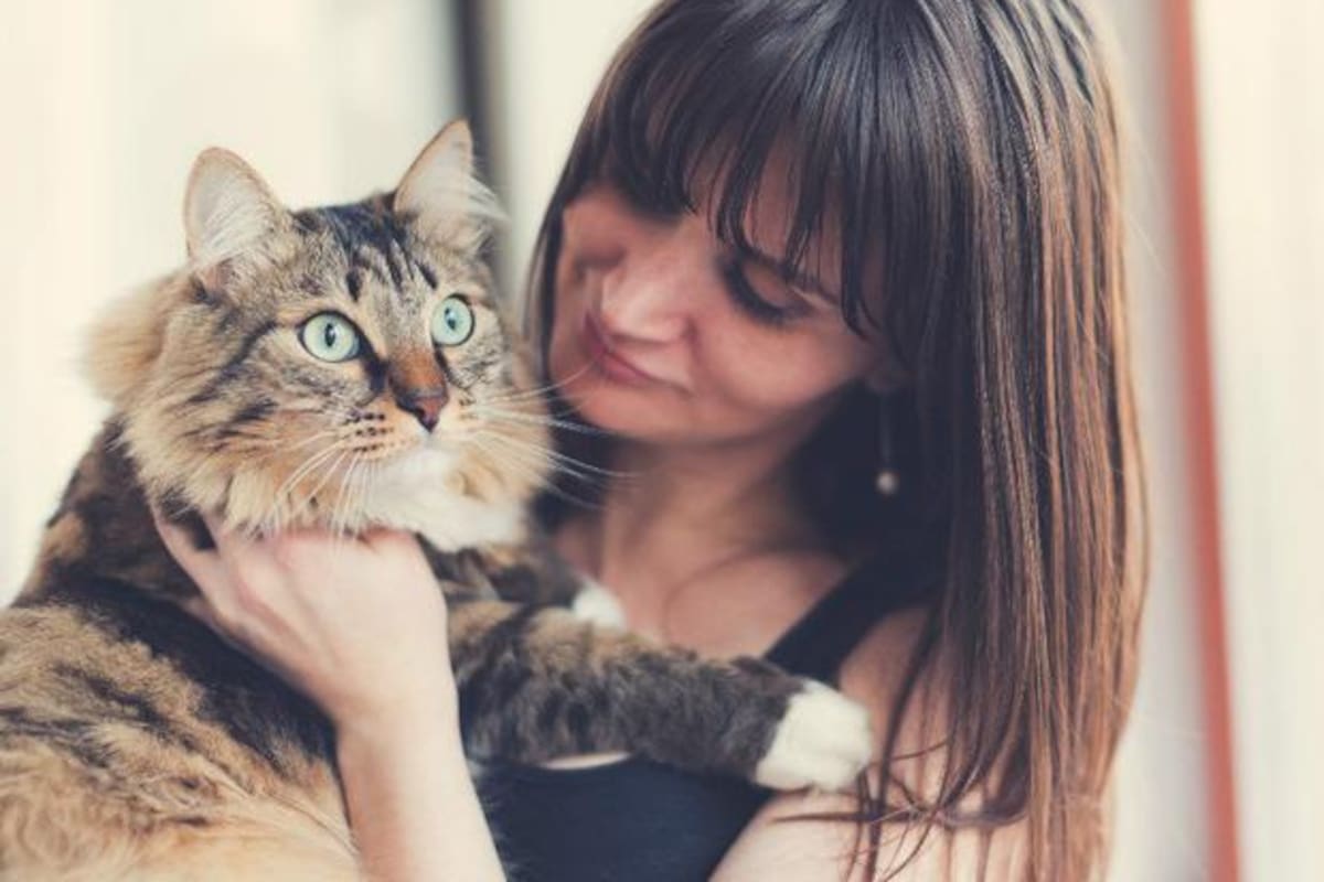 No insista ni obligue a su gato a responder a sus muestras de afecto (Foto:Stock)