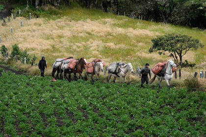 No le tenemos miedo", dicen indígenas colombianos ante la amenaza del volcán Puracé