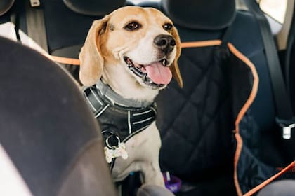 No llevar a los animales con las recomendaciones podría desencadenar en una multa paga