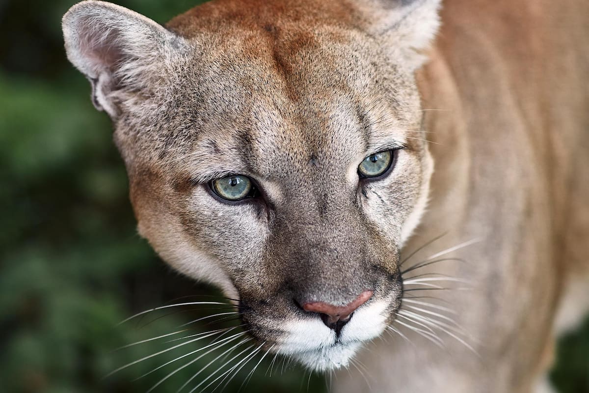 No más del 20% de los pumas matan ovejas.