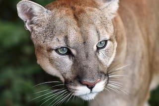 ¿Por qué Chubut alienta a cazar pumas?