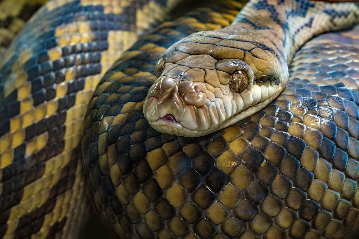 No necesariamente es negativo que aparezca una serpiente en los sueños